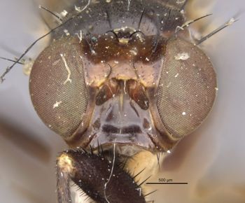 Media type: image;   Entomology 7832 Aspect: head frontal view